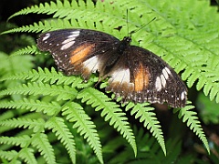 CairnsTC399 Butterflies Sanctuary